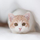 taifu's avatar